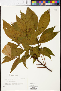 Carya pallida image