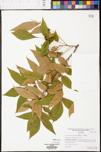 Carya myristiciformis image