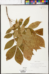 Carya myristiciformis image