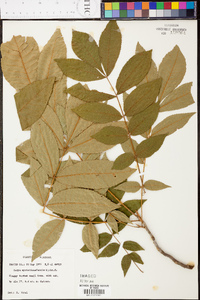 Carya myristiciformis image