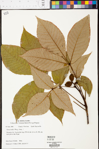 Carya ovalis image