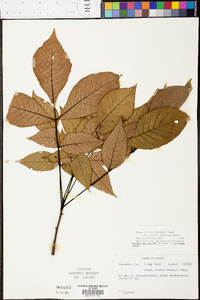 Carya ovalis image