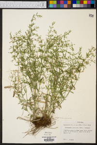 Clinopodium arkansanum image