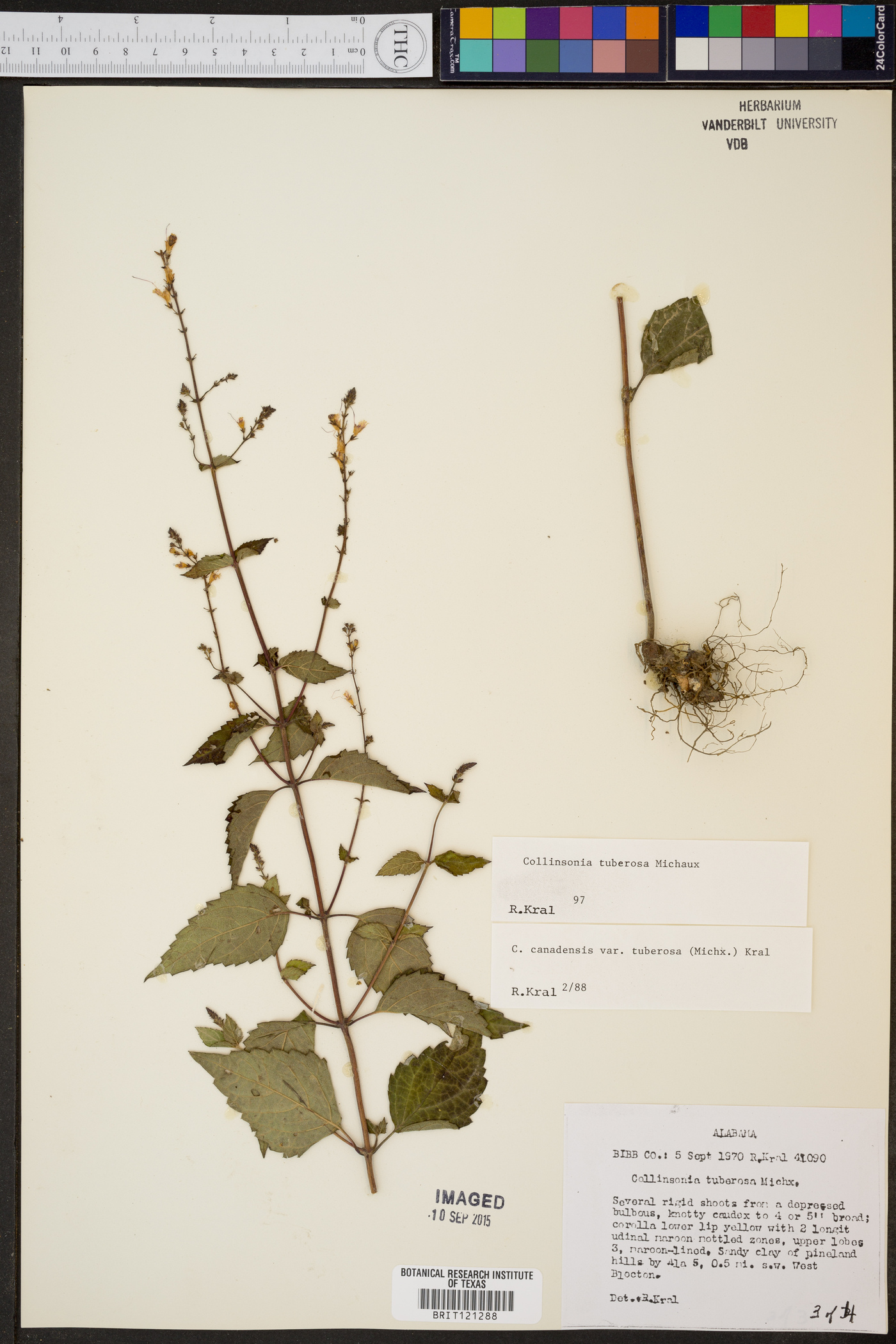 Collinsonia tuberosa image