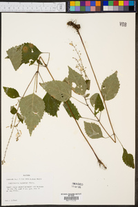 Collinsonia tuberosa image