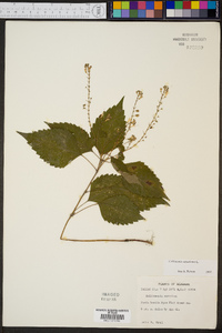 Collinsonia serotina image