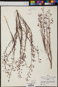 Dicerandra linearifolia image