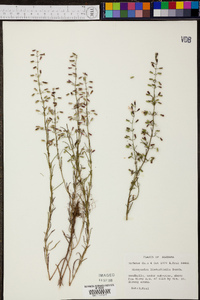 Dicerandra linearifolia image