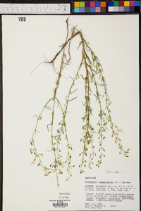 Dicerandra linearifolia image