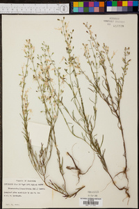 Dicerandra linearifolia image