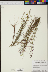 Dicerandra linearifolia image