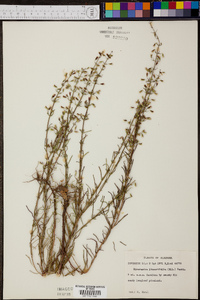 Dicerandra linearifolia image