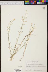 Dicerandra linearifolia image