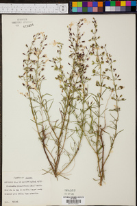 Dicerandra linearifolia image