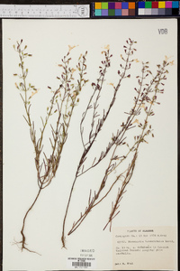 Dicerandra linearifolia image