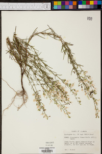 Dicerandra linearifolia image