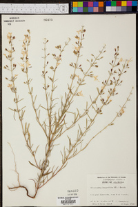 Dicerandra linearifolia image