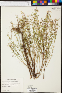 Dicerandra linearifolia image