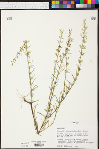 Dicerandra linearifolia image