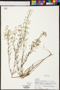 Dicerandra linearifolia image