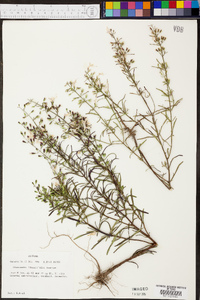 Dicerandra linearifolia image