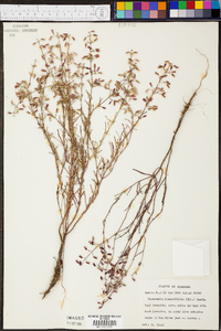 Dicerandra linearifolia image