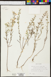 Dicerandra linearifolia image