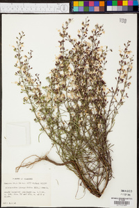 Dicerandra linearifolia image