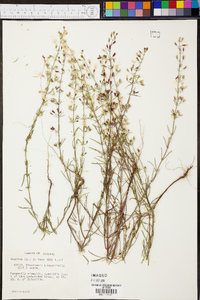 Dicerandra linearifolia image