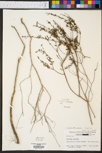 Calamintha coccinea image