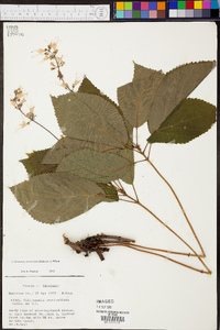 Collinsonia verticillata image