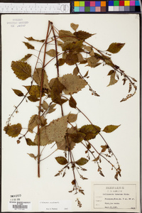 Collinsonia tuberosa image