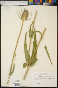 Dipsacus fullonum image