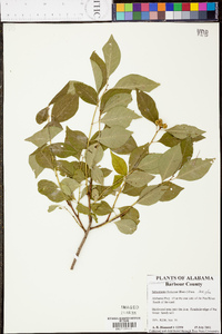 Sebastiania fruticosa image