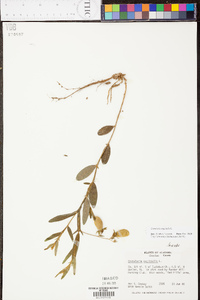 Crotalaria sagittalis image