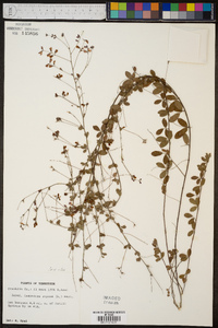 Lespedeza repens image