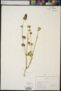 Trifolium incarnatum image