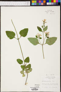 Scutellaria elliptica image