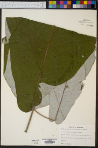 Magnolia macrophylla image