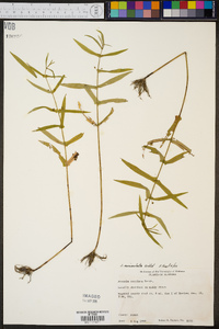 Ammannia auriculata image