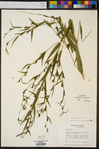 Ludwigia decurrens image