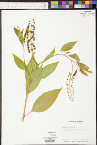 Phytolacca americana var. americana image