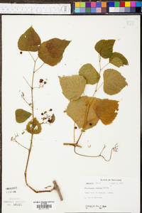 Ampelopsis cordata image