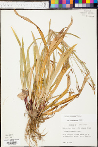 Carex careyana image