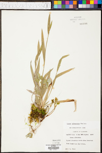 Carex albursina image