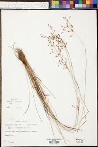 Fimbristylis dichotoma image