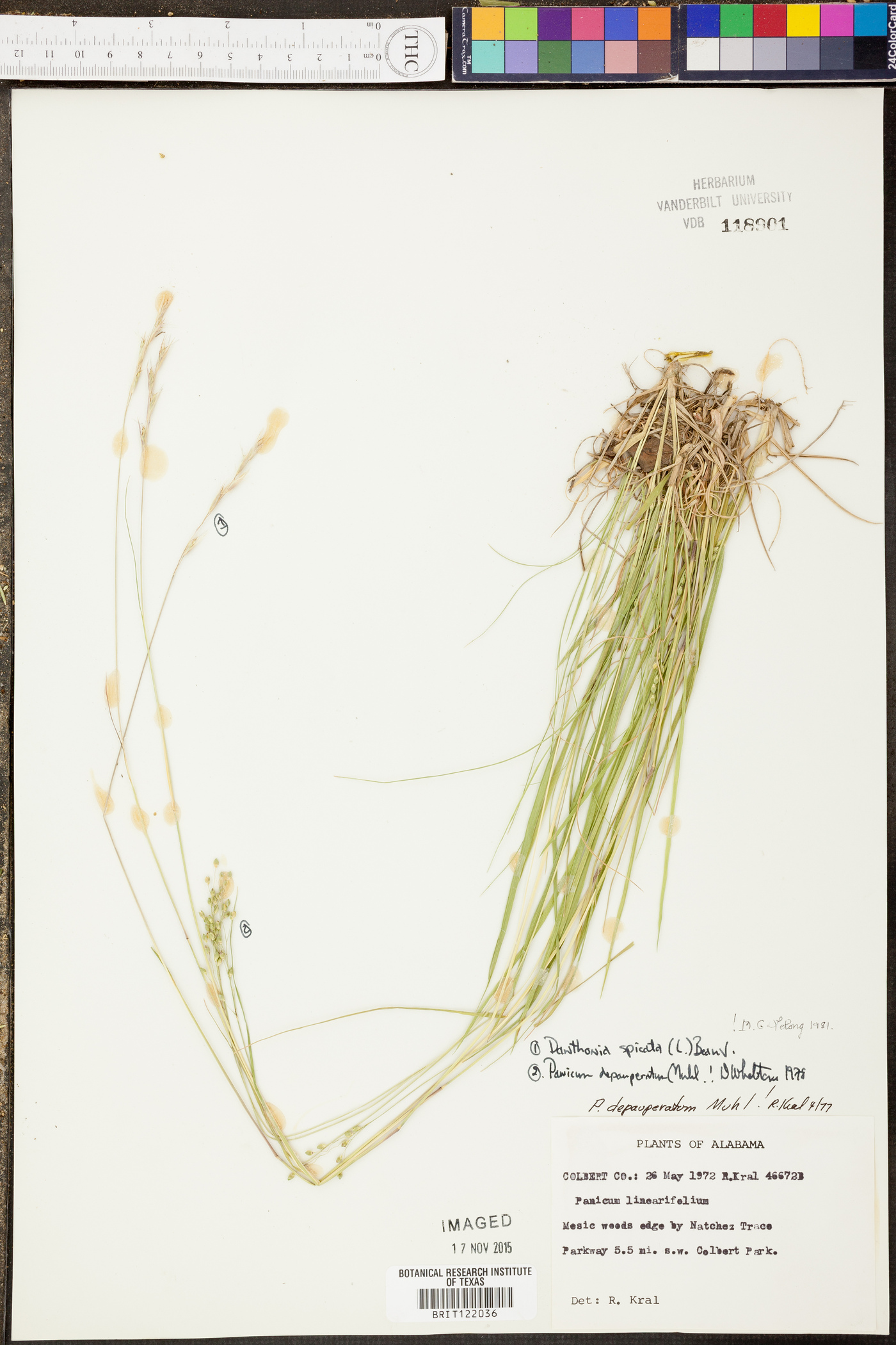 Panicum depauperatum image