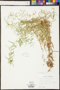 Panicum microcarpon image