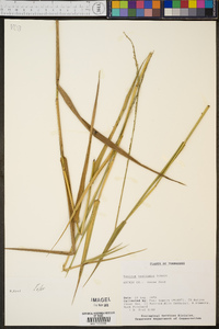 Panicum hemitomon image