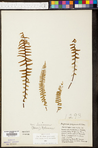 Asplenium platyneuron var. platyneuron image